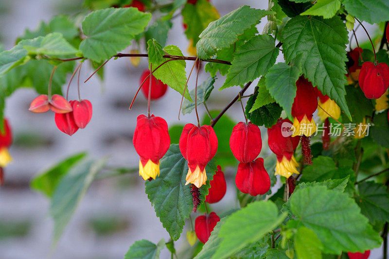 蒂罗尔灯/abutilon megapotamicum 花